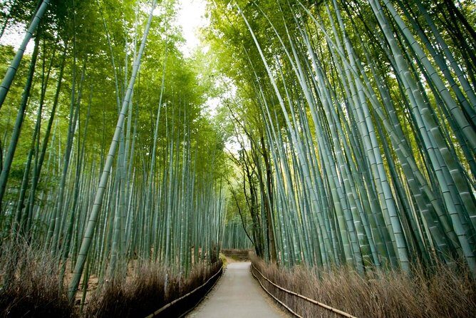 Afternoon Kyoto Bike Tour: Bamboo Forest, Monkeys & Hidden Spots - Key things I found most compelling