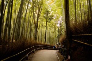 Arashiyama Bamboo Forest E-Biking Tour - Meeting point and timing: start at 1:00 pm