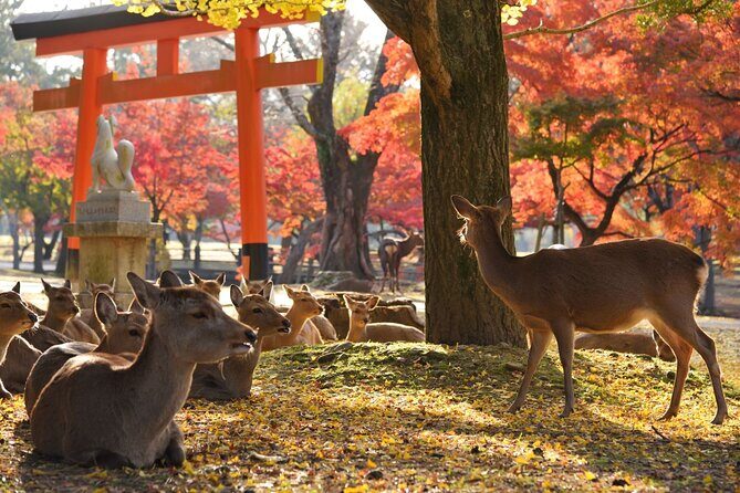 From Kyoto: Nara History Guided Half Day Bus Tour with lunch - Todai-ji Temple: The Great Buddha’s Scale Is the Whole Point
