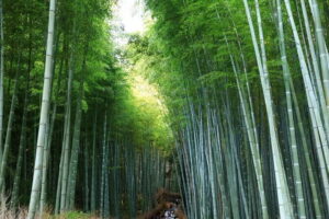 From Kyoto / Osaka: Kyoto Must-see Spots & Nara Park One Day Tour - Getting there in comfort: the van, the guide, and why 9 hours feels long
