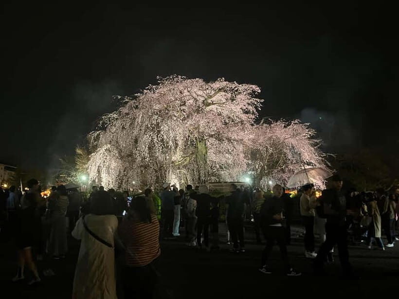 Kioto: Gion Tour, recorrido a pie (Español/Castellano) - Practical tips that make the tour feel easy