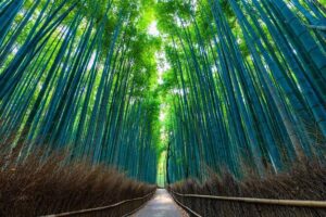 Kyoto 6hr Instagram Highlights Private Tour with Licensed Guide - Arashiyama at first light: Togetsukyo Bridge and Bamboo