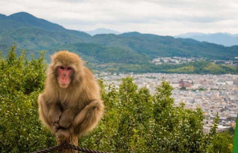 Kyoto: Arashiyama Bamboo Grove, Monkey Mountain Walking Tour - Monkey Encounters: Fun, But Stay Smart About Safety and Space