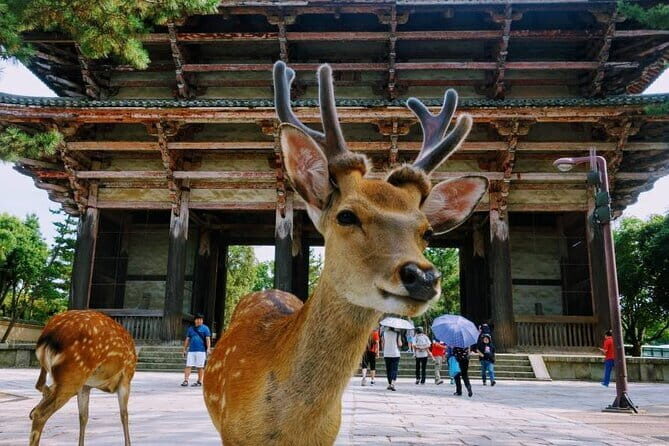 Kyoto & Nara Day Tour: Golden Pavilion, Fushimi Inari & Deer Park - Nara Deer Park and Todaiji: feeding deer and seeing the big bronze Buddha