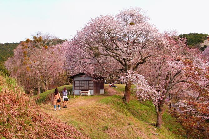 Kyoto & Nara Private Tour from Osaka Kyoto Hotel Pick-up - Arashiyama Kimono Forest: a fast color stop that works