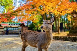 Kyoto: Nara & Traditional Matcha Experience Bus Tour - Todaiji Temple’s Daibutsuden: the first big jaw-drop