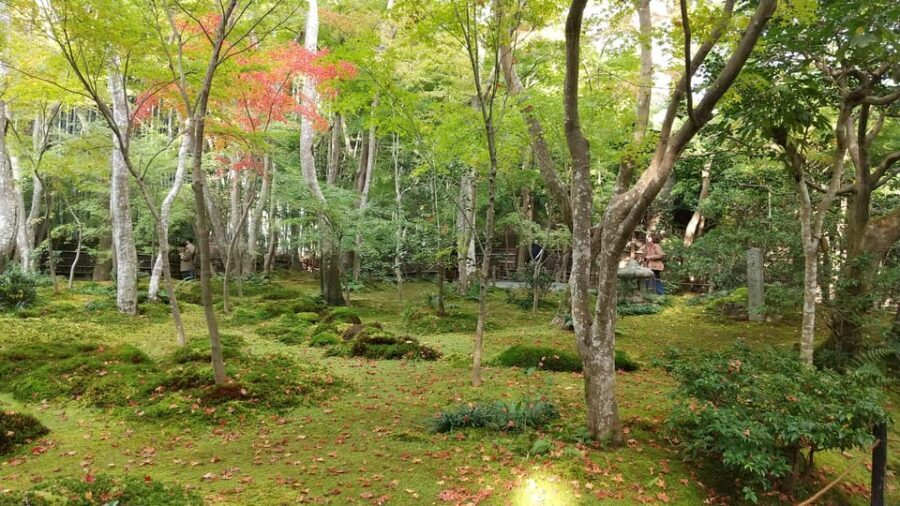 Kyoto:Quiet Arashiyama and Sagano Temples - Price and value: what $38 covers (and why it’s fair)