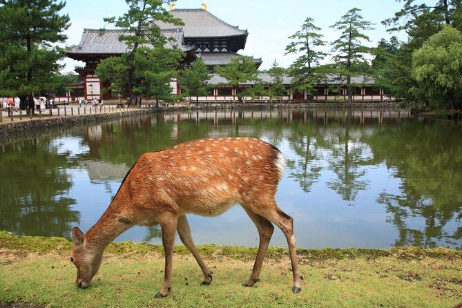 Nara 8hr Private Tour - Kyoto DEP. with Licensed Guide - Key things to know before you go