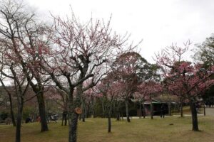 Nara Todaiji Kasuga Taisha Private Full Day Tour From Kyoto - Meeting at Kyoto Station and getting to Nara without stress