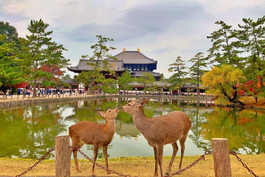 Osaka/Kyoto:Kinkakuji,Arashiyama,FushimiInariShrine,NaraPark - Timing, meeting points, and why the schedule feels like a sprint