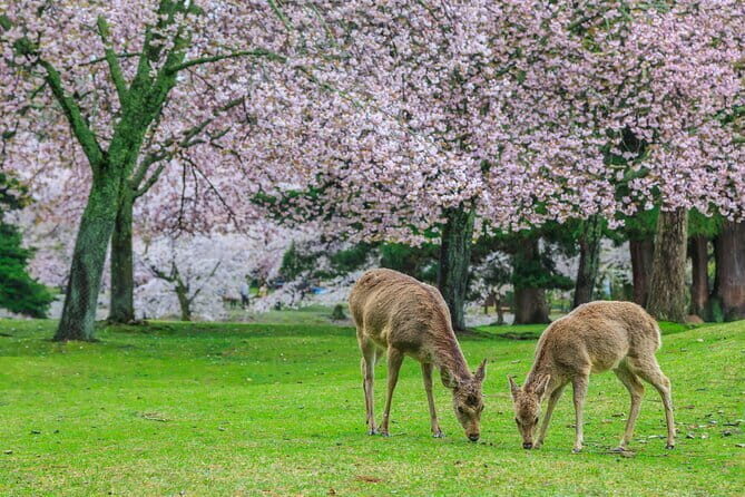 Otagi Nenbutsu Temple and Arashiyama Bamboo Forest Tour - The schedule in plain English: how the 3 hours typically feel